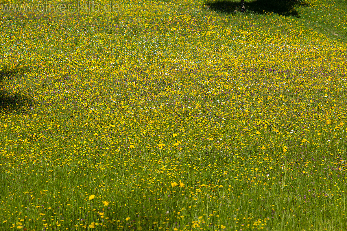 Wanderung auf den Heuberg, Juni 2015.
