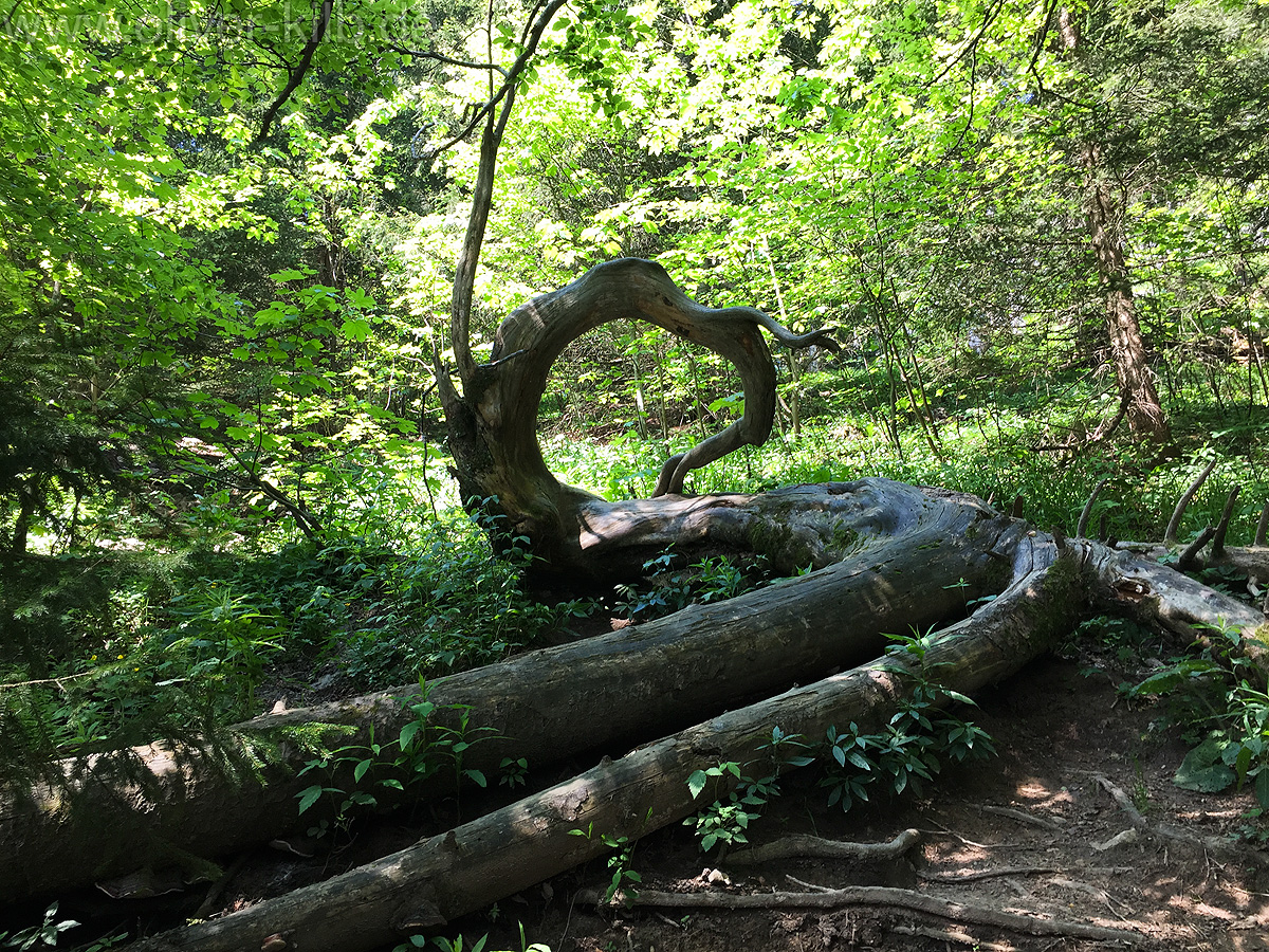 Wanderung auf den Heuberg, Juni 2015.