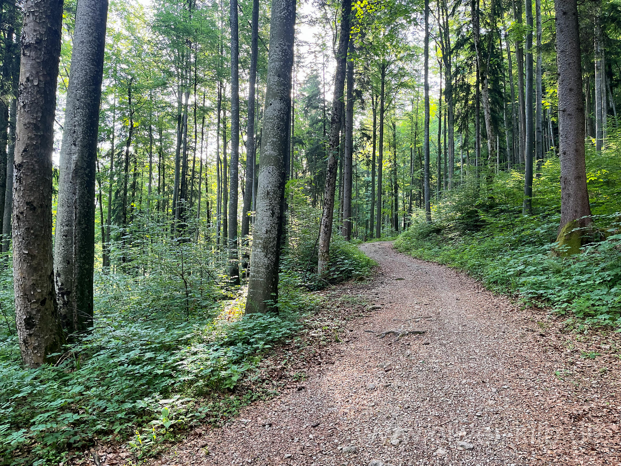 Der größte Teil des Weges führt über breite Forstwege.