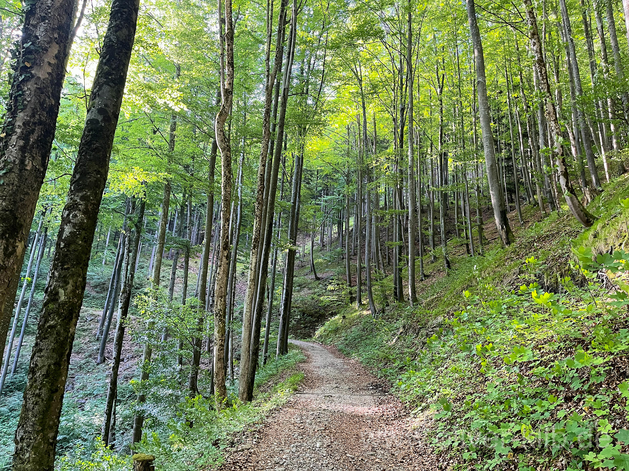 Die Wege werden etwas schmaler, der Wald herum ist morgens wunderbar.