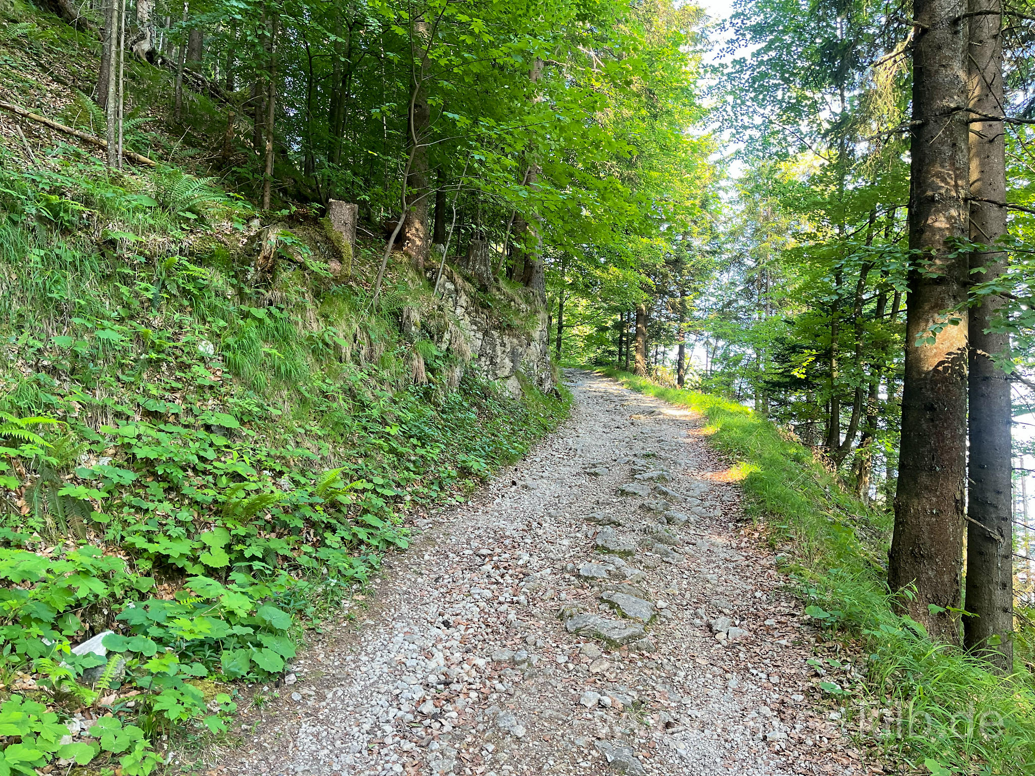 Weiter geht es über Forstwege.